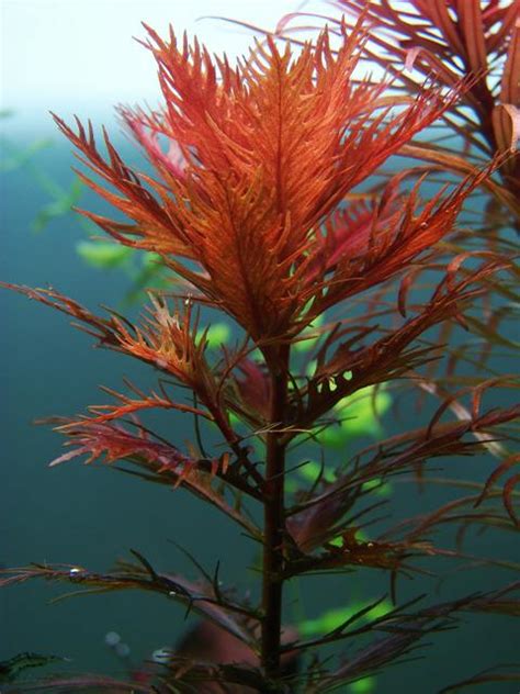 紅色水草入門